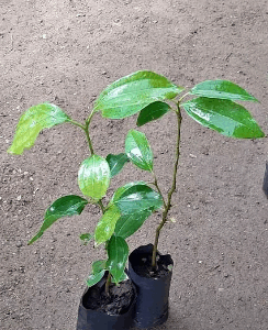 Planta  laurel clavo de olor  canela